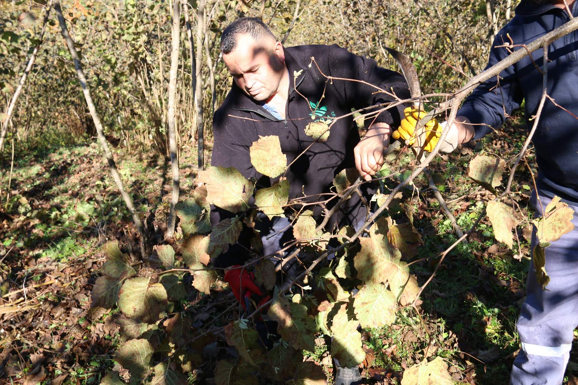 FINVER PROJESİ İLE FINDIKTA VERİM ARTTI